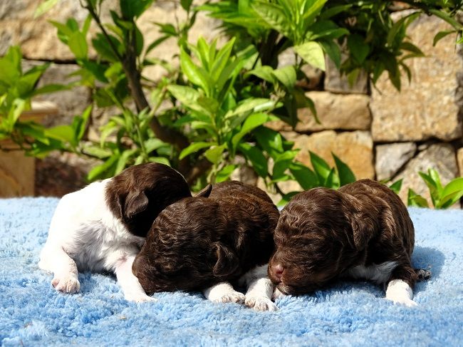 du Sarmizegetusa Regia - Chiots disponibles - Lagotto Romagnolo
