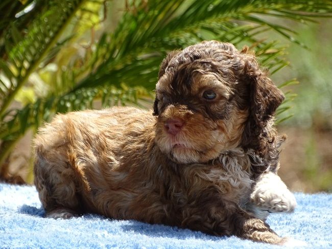 du Sarmizegetusa Regia - Chiots disponibles - Lagotto Romagnolo