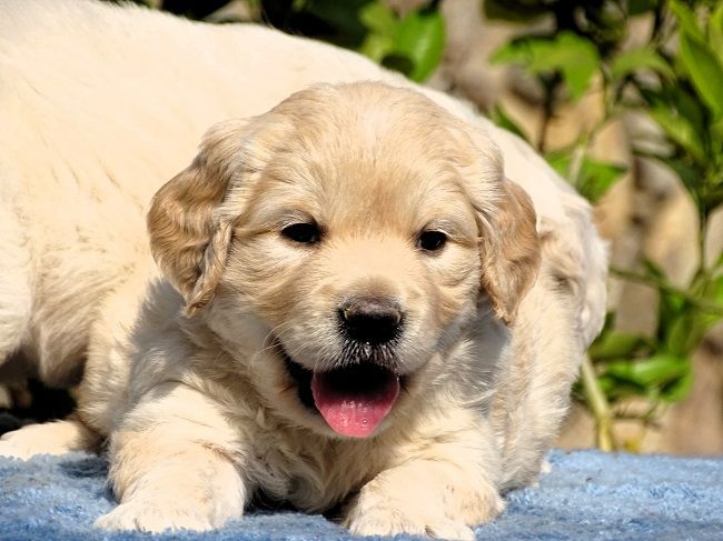 du Sarmizegetusa Regia - Chiots disponibles - Golden Retriever