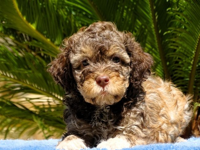 du Sarmizegetusa Regia - Chiots disponibles - Lagotto Romagnolo