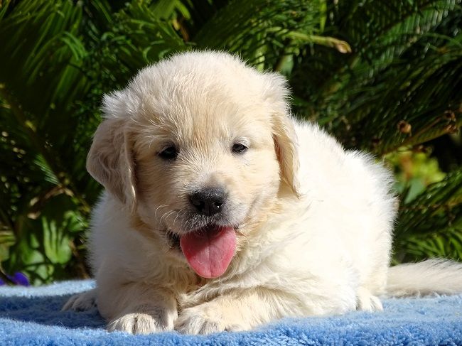 CHIOT 4