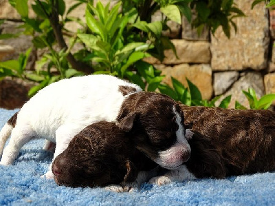 CHIOT 1