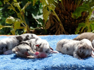 MALE BLEU MERLE