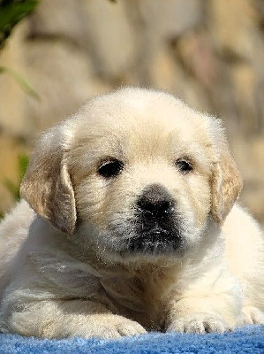 CHIOT 4