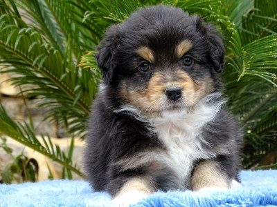 FEMELLE NOIRE TRICOLORE