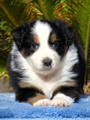 FEMELLE NOIR TRICOLORE