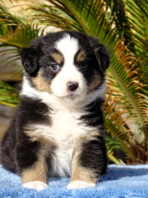 FEMELLE NOIR TRICOLORE