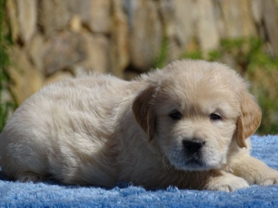 Chiot N°2
