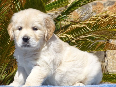Chiot N°4