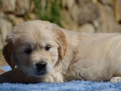 Chiot N°5