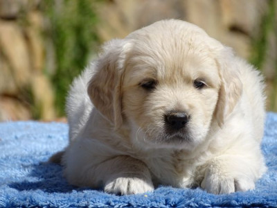 Chiot N°6