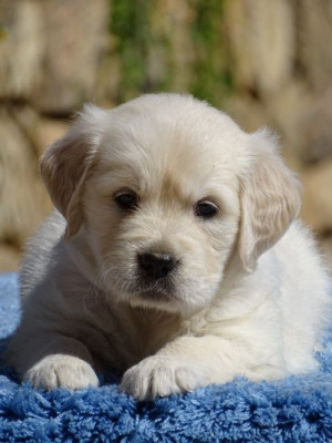 Chiot N°7