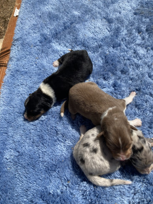 Femelle bleu merle