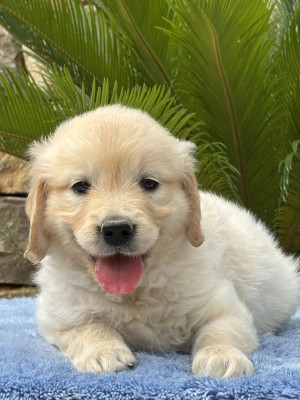 Chiot N°3