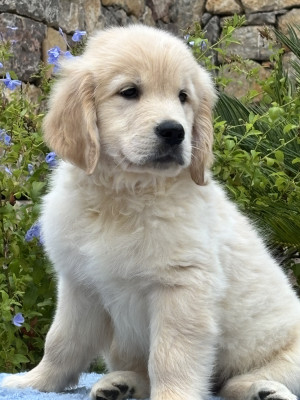 Chiot N°1