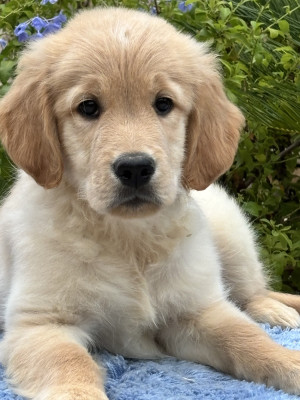 Chiot N°6