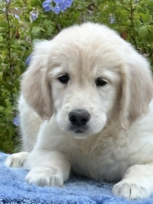 Chiot N°7