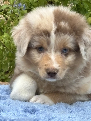 MALE ROUGE MERLE
