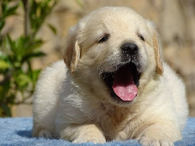 CHIOT 1