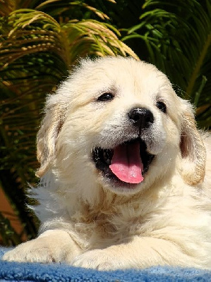 CHIOT 3