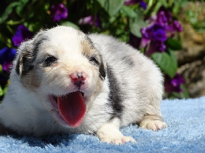 FEMELLE BLEU MERLE