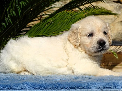 CHIOT 2