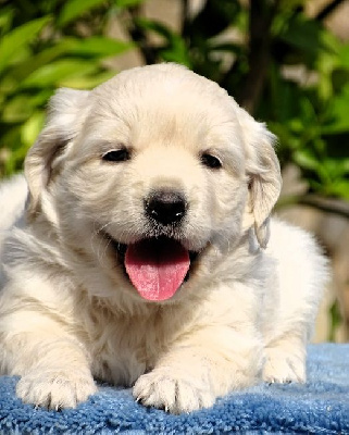 CHIOT 1