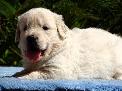CHIOT 6