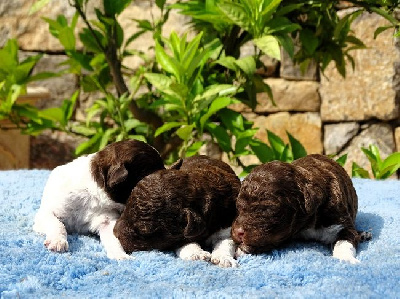 CHIOT 2