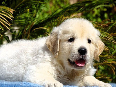 CHIOT 2