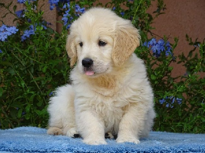 CHIOT 1