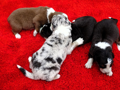 MALE BLEU MERLE