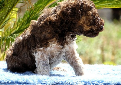 CHIOT 3