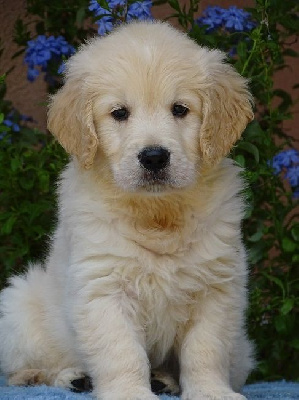 CHIOT 2