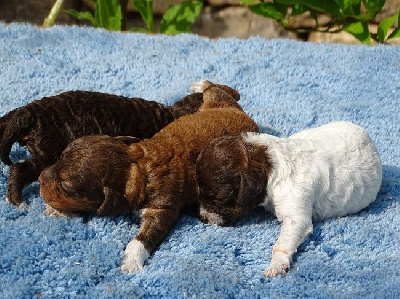 CHIOT 5