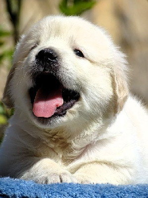 CHIOT 7