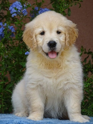 CHIOT 5