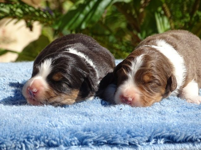 du Sarmizegetusa Regia - Chiots disponibles - Berger Australien