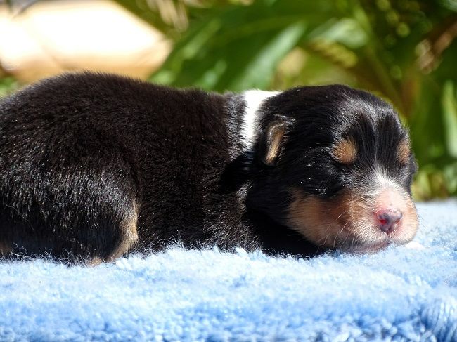 du Sarmizegetusa Regia - Chiots disponibles - Berger Australien