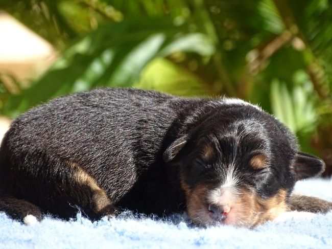 du Sarmizegetusa Regia - Chiots disponibles - Berger Australien