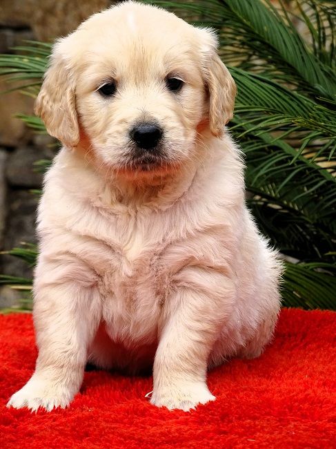 du Sarmizegetusa Regia - Chiots disponibles - Golden Retriever