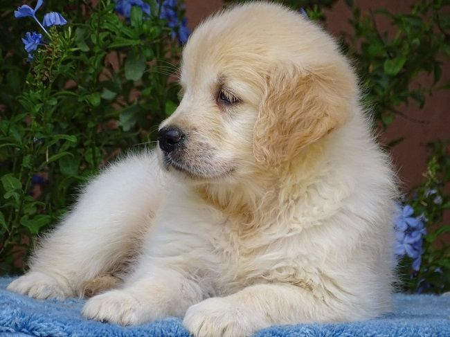 du Sarmizegetusa Regia - Chiots disponibles - Golden Retriever