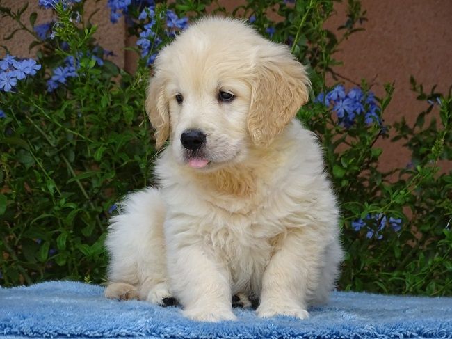 du Sarmizegetusa Regia - Chiots disponibles - Golden Retriever