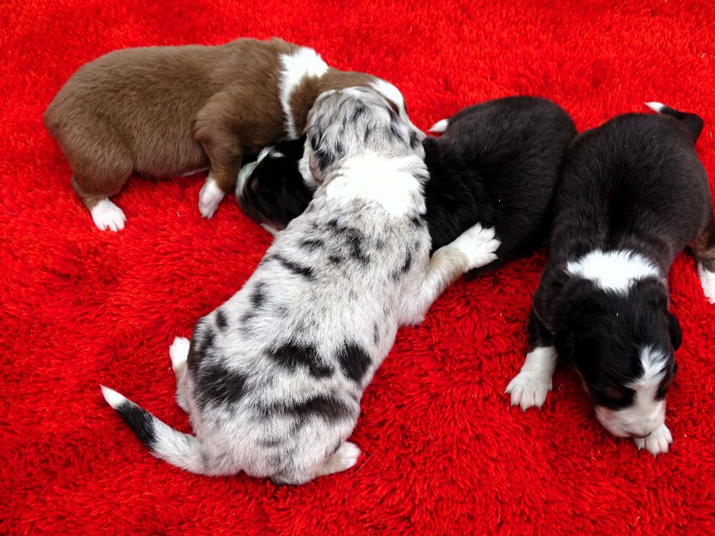 MALE BLEU MERLE