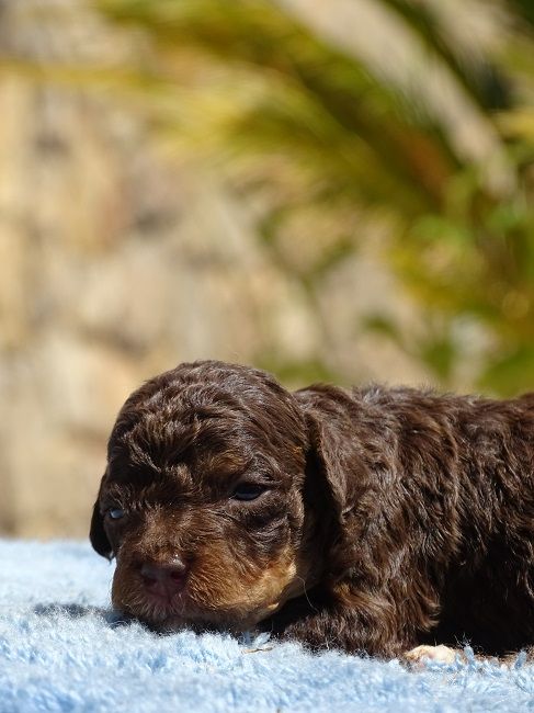 du Sarmizegetusa Regia - Chiots disponibles - Lagotto Romagnolo