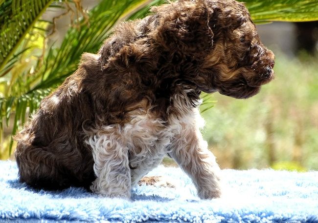du Sarmizegetusa Regia - Chiots disponibles - Lagotto Romagnolo