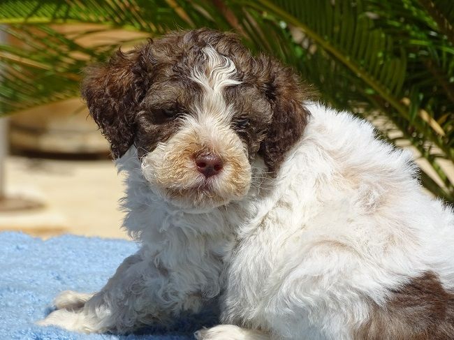 du Sarmizegetusa Regia - Chiots disponibles - Lagotto Romagnolo