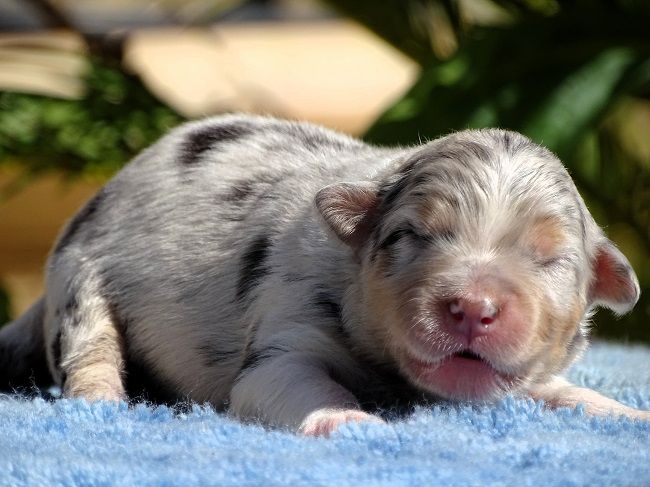 du Sarmizegetusa Regia - Chiots disponibles - Berger Australien