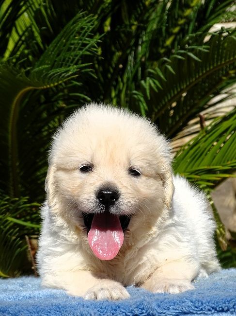 CHIOT 3