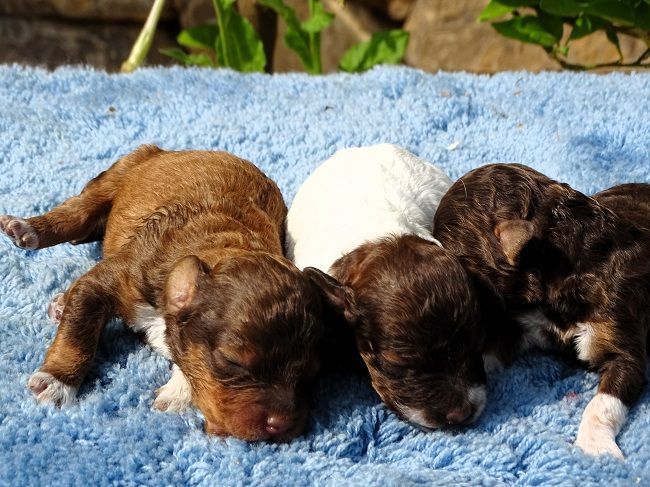 du Sarmizegetusa Regia - Chiots disponibles - Lagotto Romagnolo